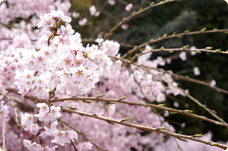 奥院の様々場所で桜が見られます