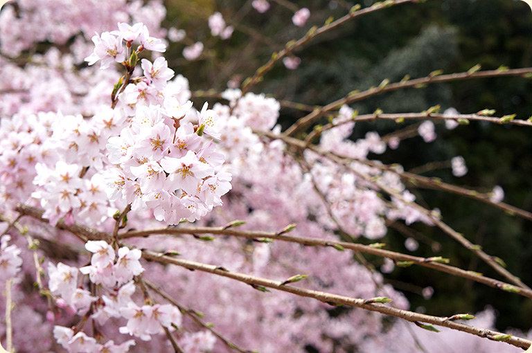 花の見ごろ