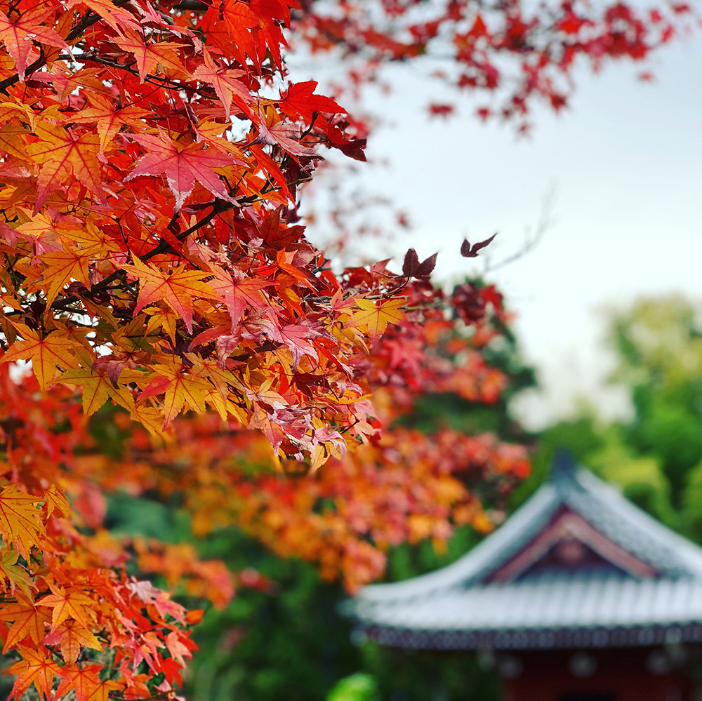 當麻寺 紅葉