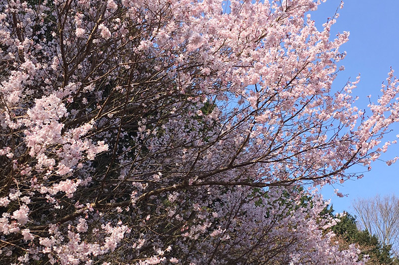 當麻寺の桜