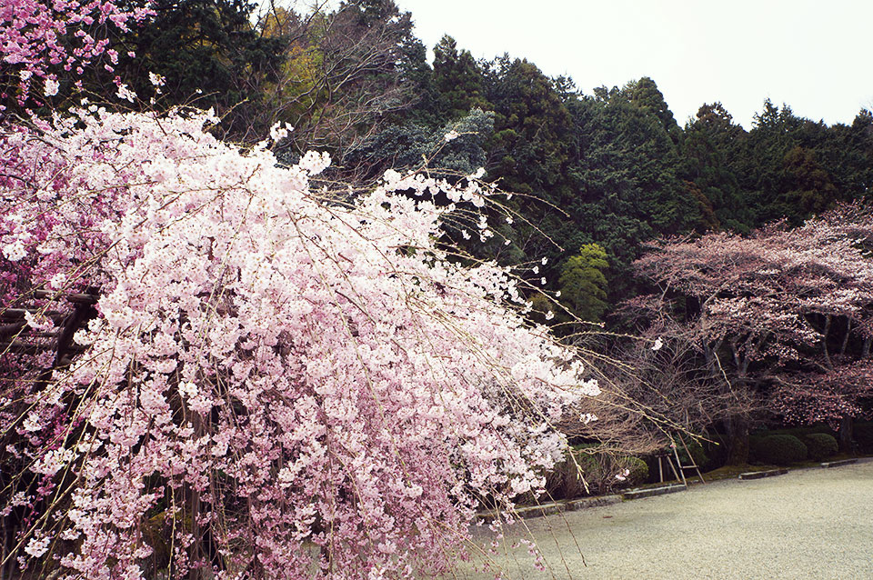 當麻寺奥院の桜