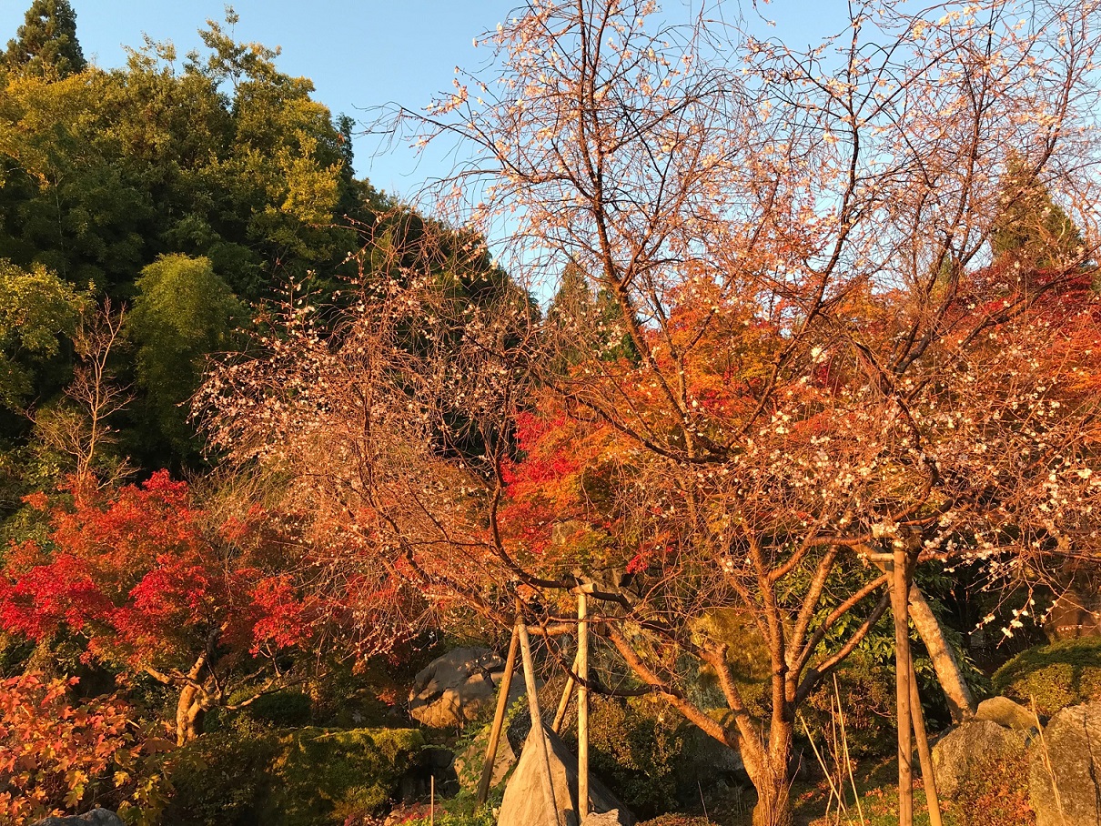 sakuramomiji-m.jpg